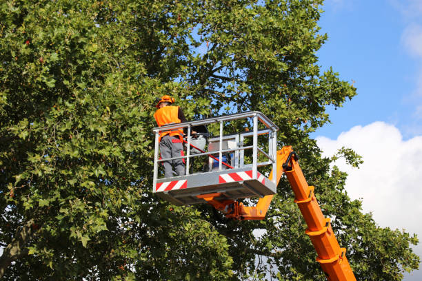 Trusted State Center, IA Tree Service Experts